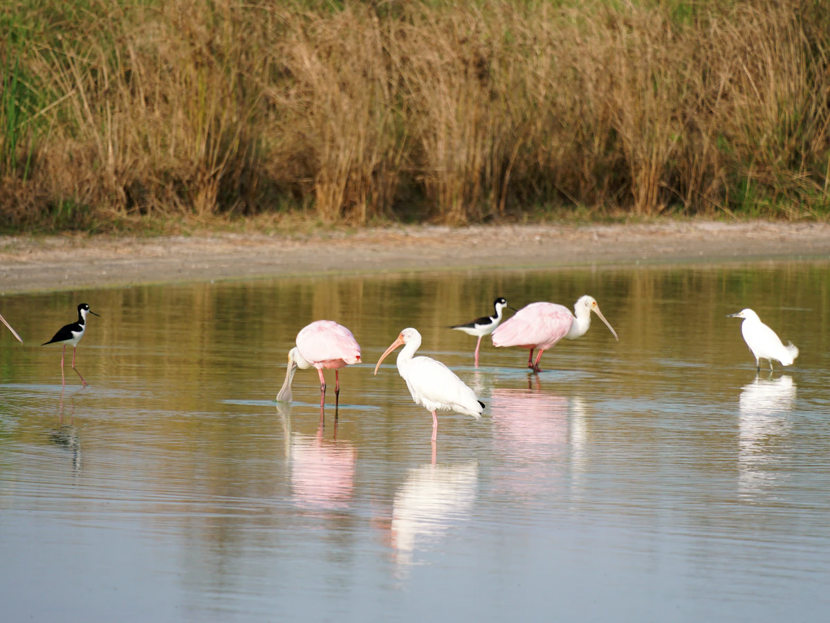 Flamencos en la Reserva Natural Laguna de Utracán